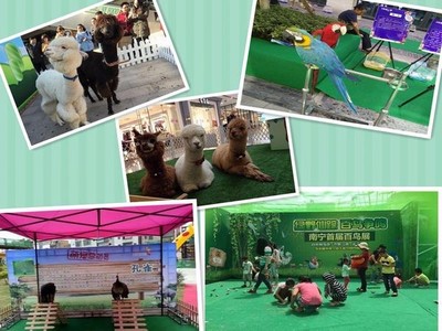 黔南州萌寵動物展覽與經營性演出及經紀業務費用明細全解析